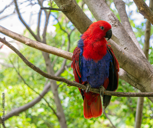red and blue parrot looking
