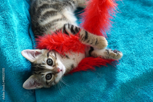 Sticker Tabby kitten with red feather boa on blue background