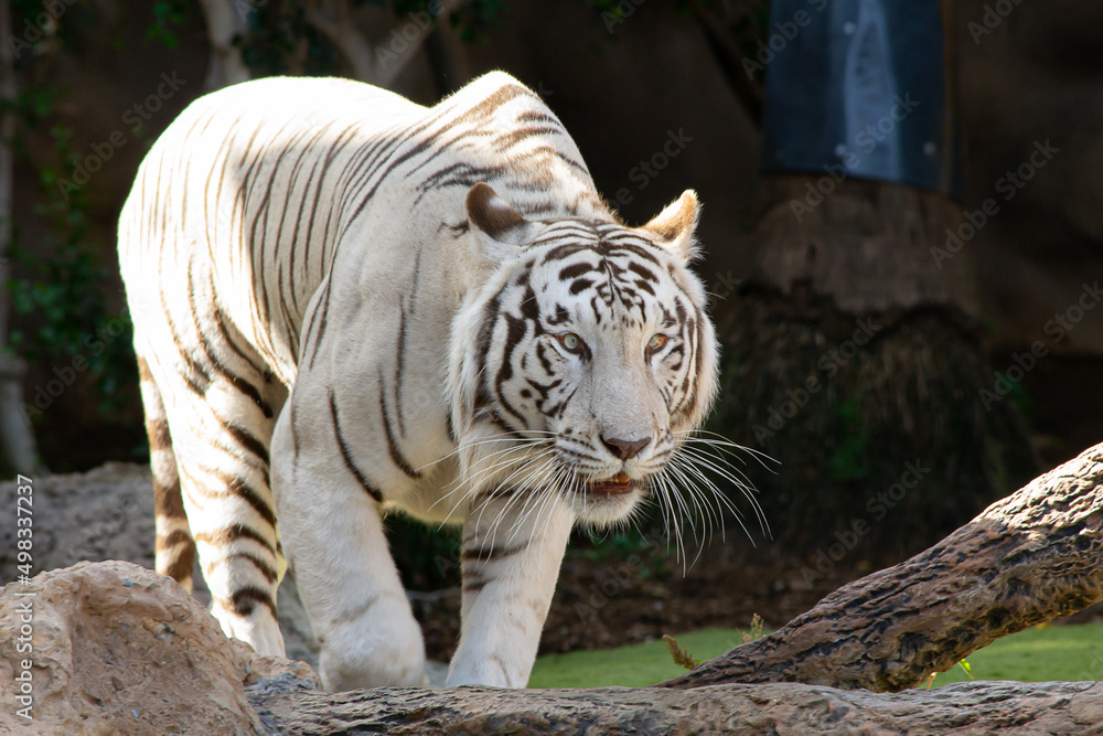 white tiger walking and observing