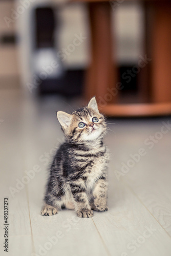 little cute kitten gray-brown