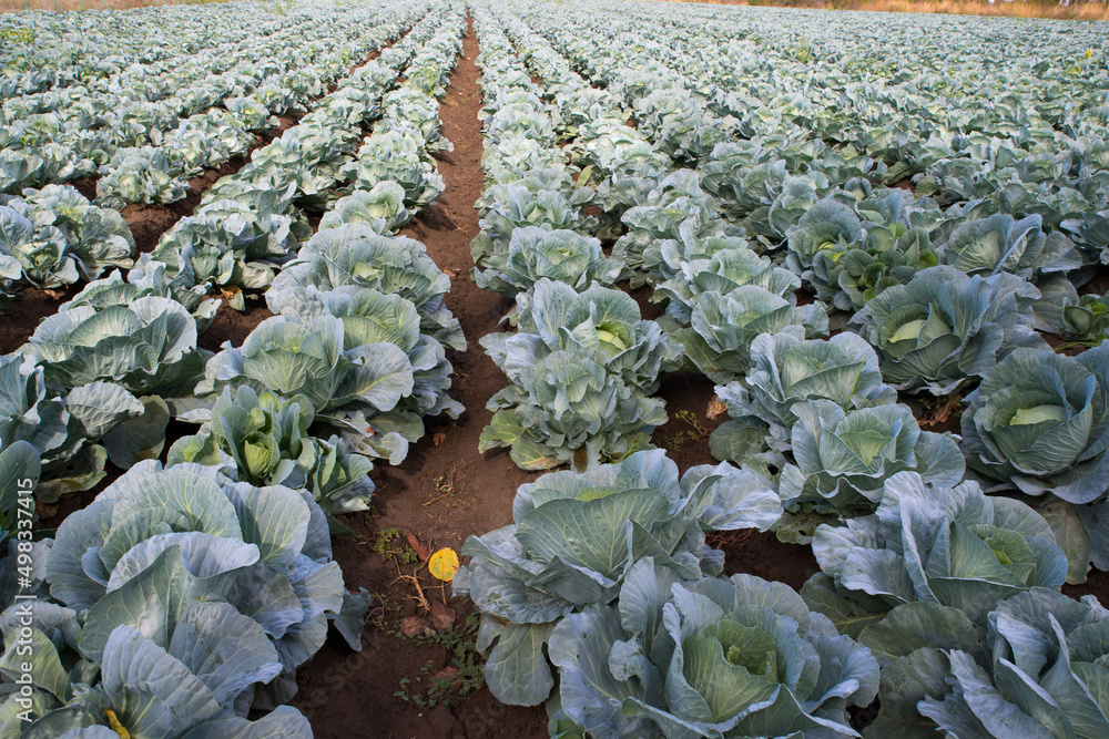 Fototapeta premium Fresh ripe cabbage on a vegetable bed.