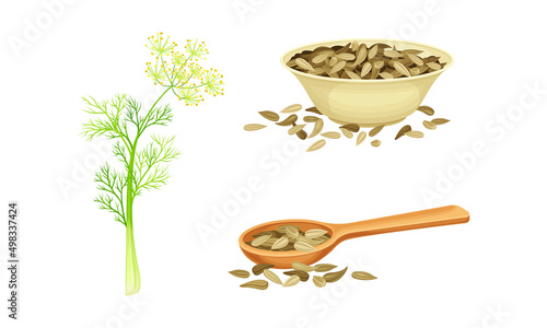 Florence fennel or finocchio flowering herbal plant and dried seeds set vector illustration