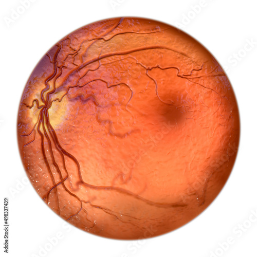 Eye retina, scientific illustration