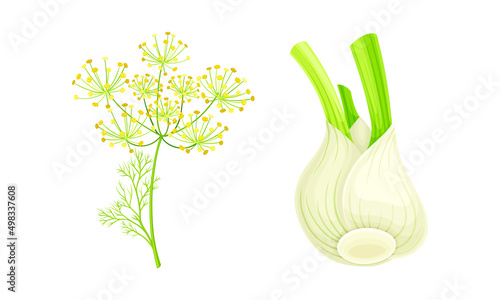 Florence fennel or finocchio flowering herbal plant and bulbs set vector illustration