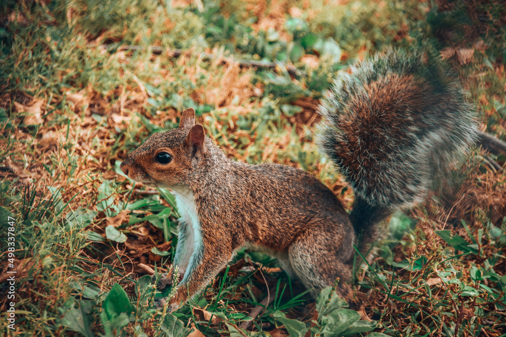 squirrel in the park squirrel in the park