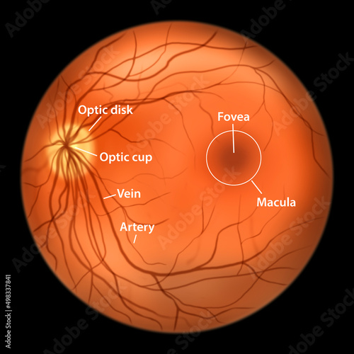 Normal eye retina, illustration photo