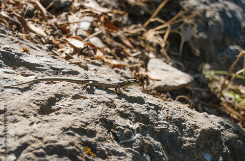 A small lizard crawls on a stone