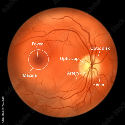 Normal eye retina, illustration photo