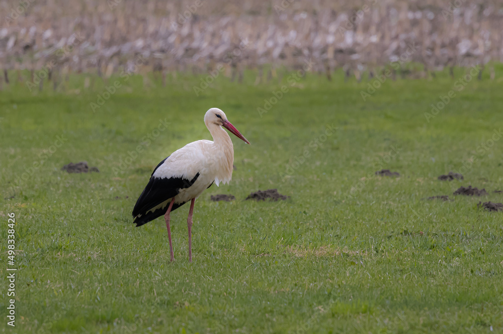 Fototapeta premium Weißstorch auf Wiese