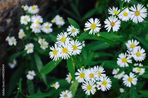 daisies in a field