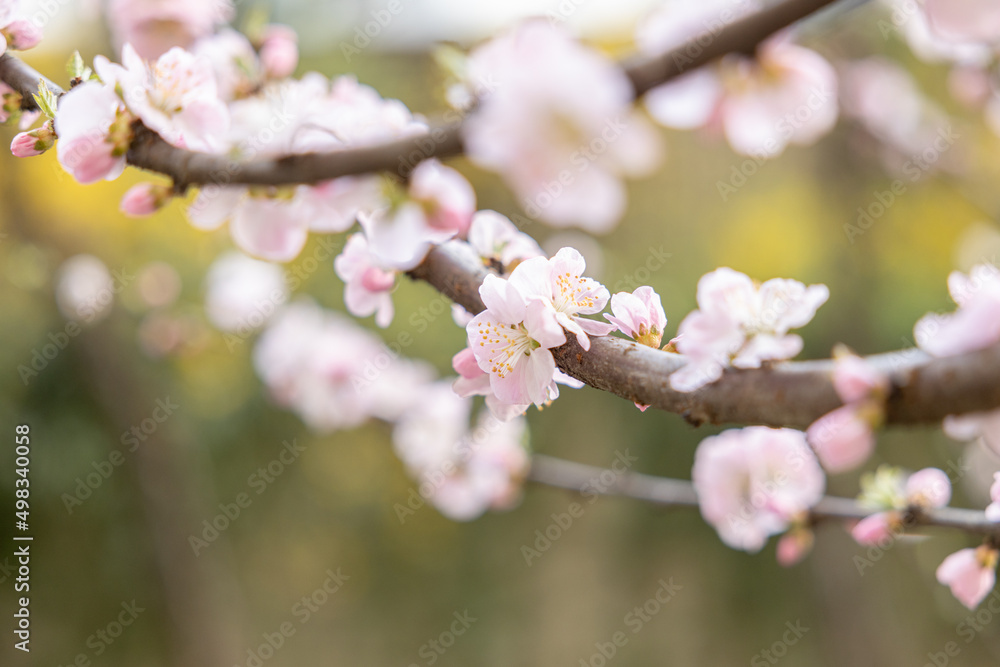 cherryblossom tree spring blossom flower pink cherryblossom tree spring blossom flower pink