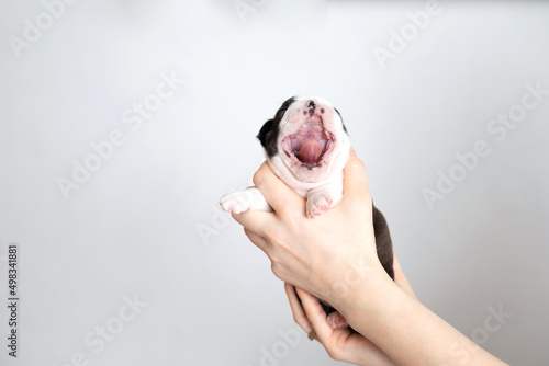 Women's hands hold a cute little Boston Terrier puppy on a white grey background. Space for text. funny puppy yawns
