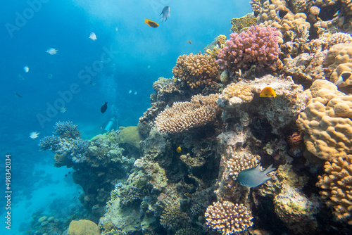 Fototapeta Naklejka Na Ścianę i Meble -  Colorful, picturesque coral reef at bottom of tropical sea, hard corals and air bubbles in the water, underwater landscape