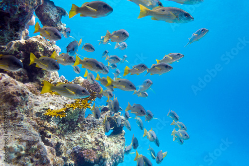 Coral reef with shoal of goatfishes at the bottom of tropical sea on blue water background, underwater landscape photo
