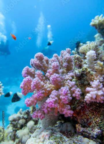 Colorful, picturesque coral reef at bottom of tropical sea, great pink Pocillopora coral and air bubbles in the water, underwater landscape