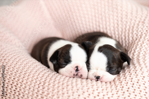 Cute Boston Terrier puppies sleep on a pink knitted blanket. Wonderful pets. Tender emotion. Dog © Анна Брусницына