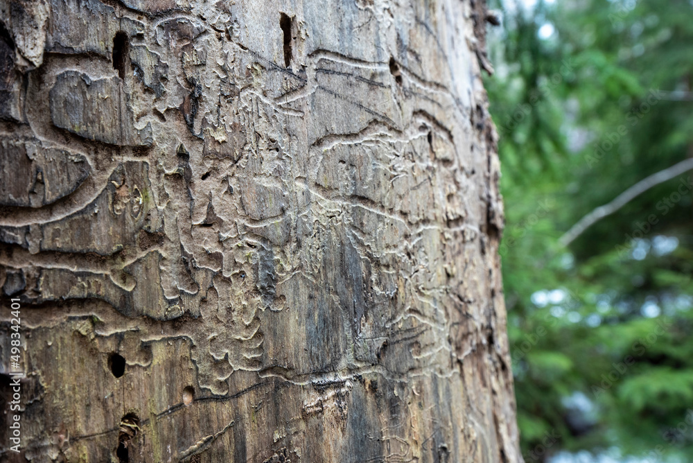European spruce bark beetle marks on tree trunk European spruce bark beetle marks on tree trunk