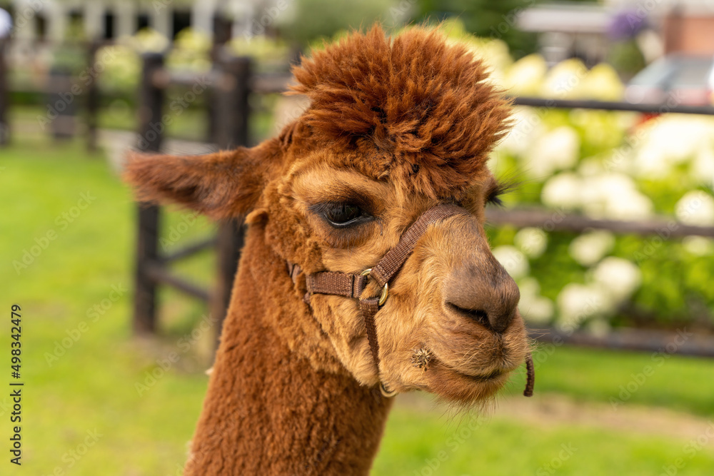 A brown Alpaca head. In a green field with white flowers. ears to the back. Wooden fence. Selective focus