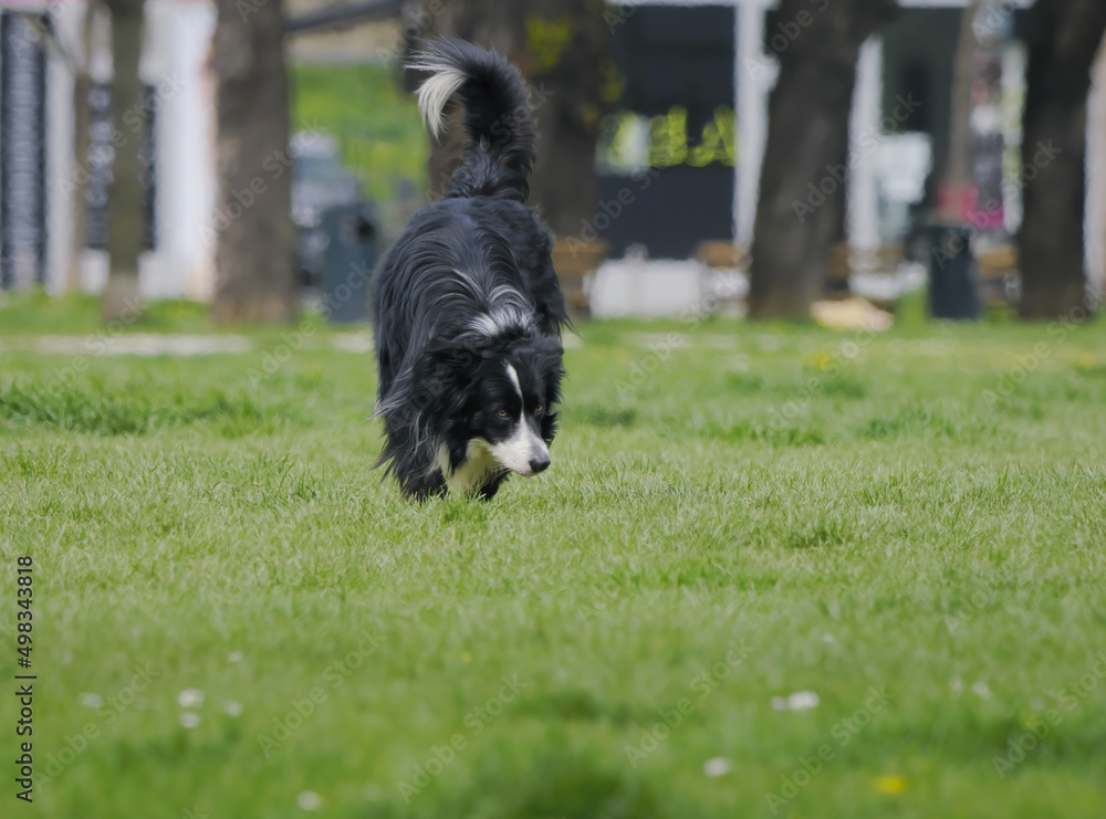 Adorable Border Collie playing in the park Adorable Border Collie playing in the park