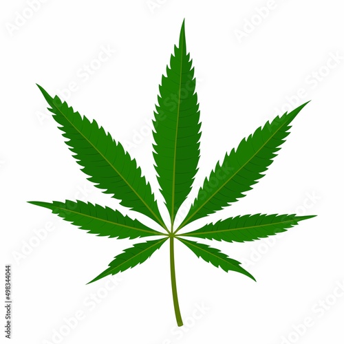 Marijuana leaf Isolated on white background. Medical cannabis plant, Herbal indica sativa. Natural hemp. Addiction smoke weed drugs Illegal narcotic. Vector illustration