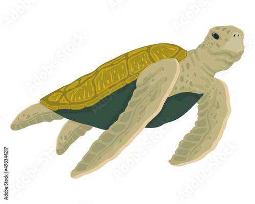 green turtle swiming