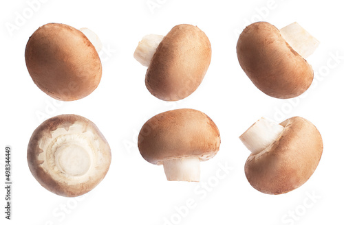 royal brown champignons on a white isolated background, a set of angles