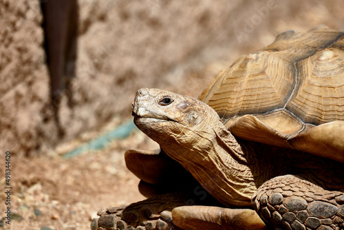 Sulcata Tortoise laying in the Sun