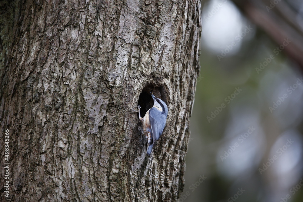 Nuthatch using mud to prepare the nest site Nuthatch using mud to prepare the nest site