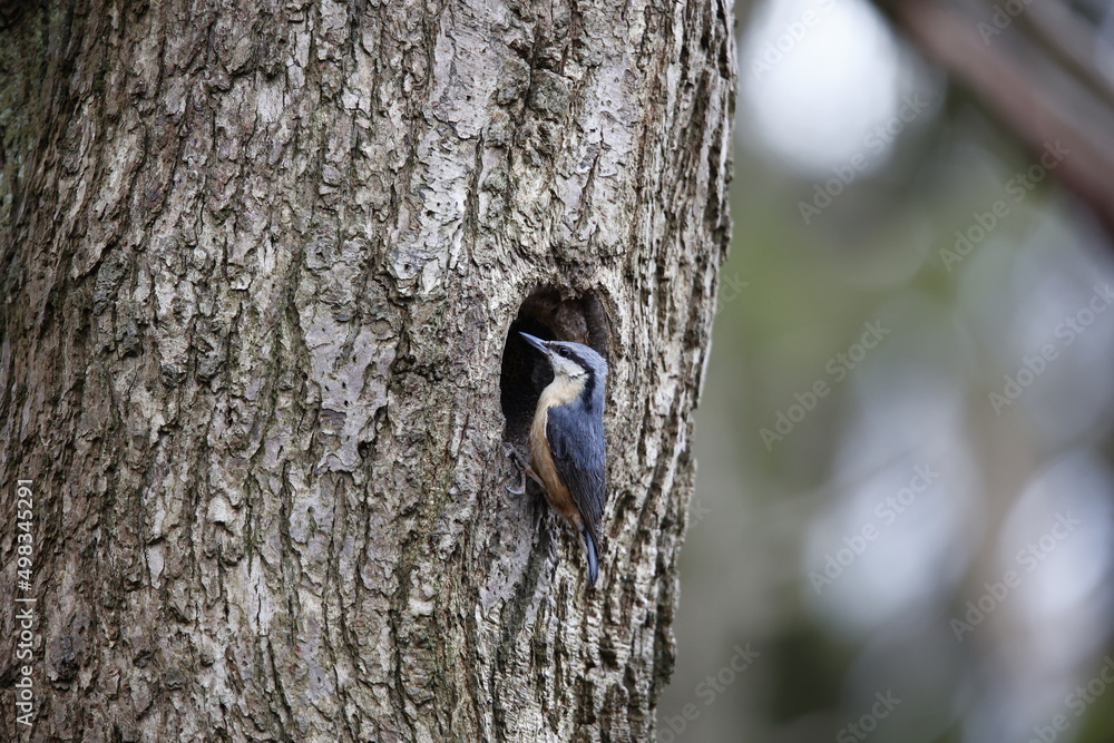 Nuthatch using mud to prepare the nest site Nuthatch using mud to prepare the nest site