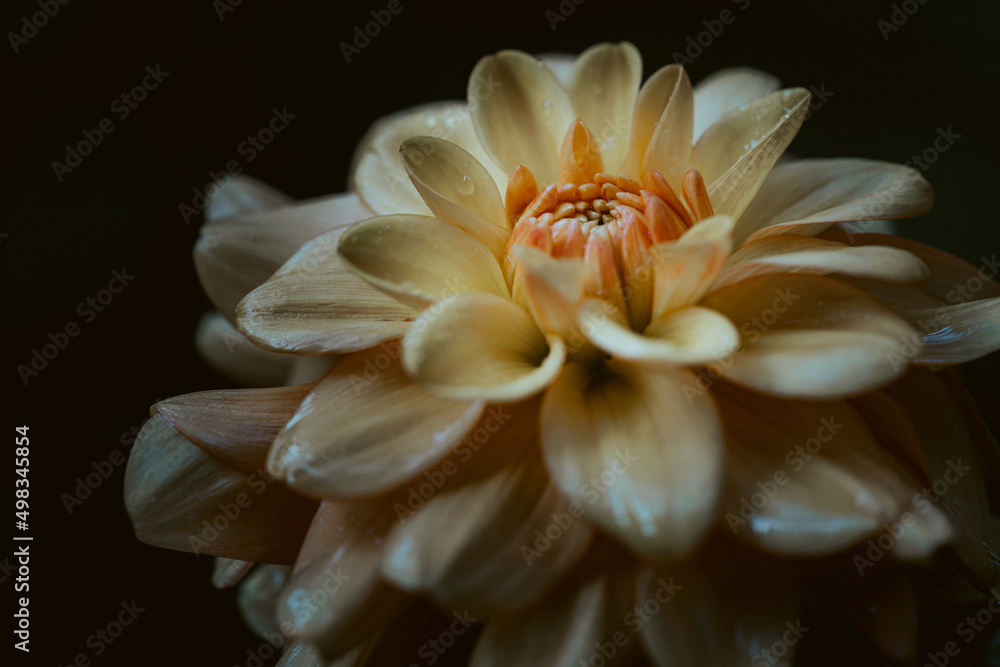 Yellow dahlia flower blooming from profile Yellow dahlia flower blooming from profile