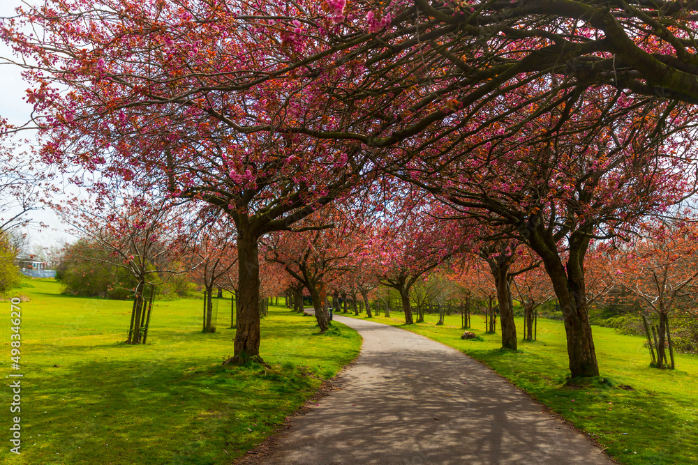 Cherry Blossom  path in the Liverpool park, UK 