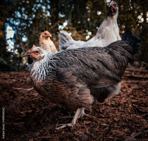 Silver Grey Dorking chicken free ranging with her friends photo