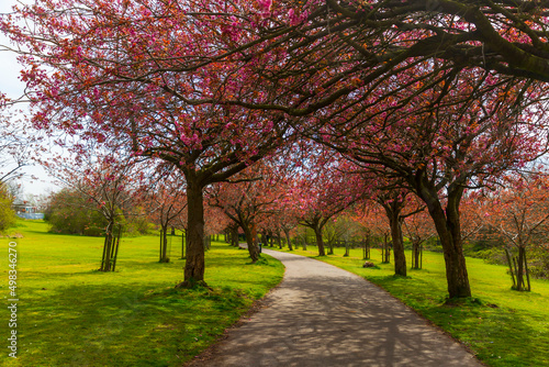 Cherry Blossom path in the Liverpool park, UK 