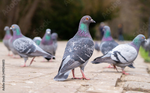 Fotobehang Feeding pigeons on the street