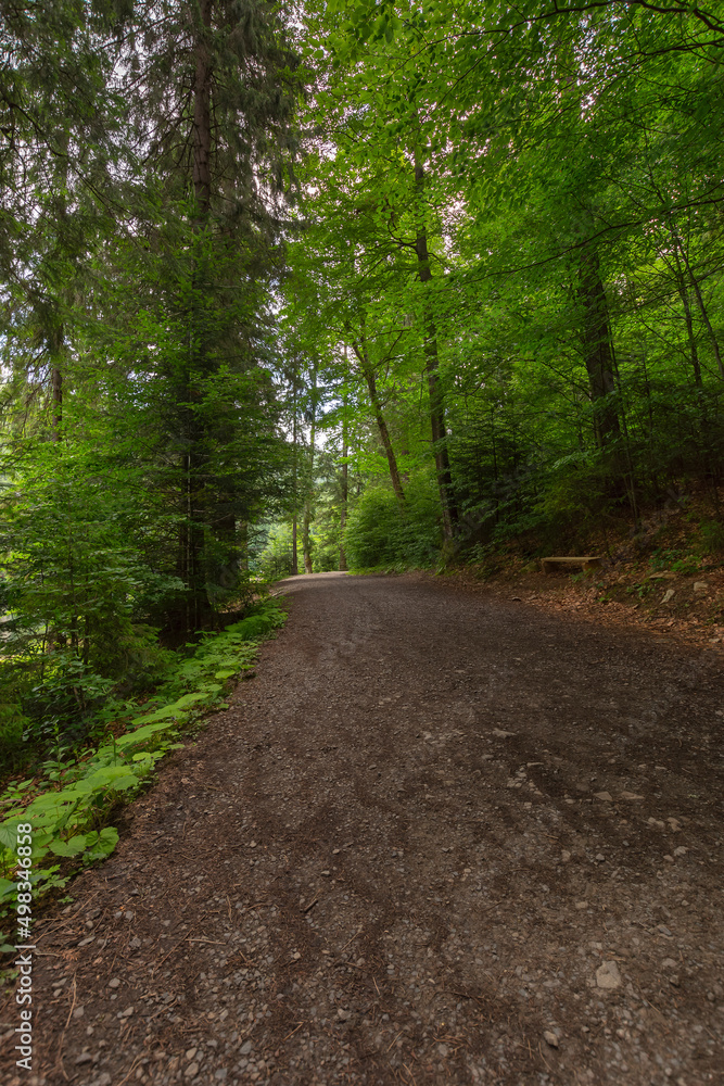 forest road through synevyr natural park. countryside summer landscape on a sunny day. green nature environment. popular travel destination