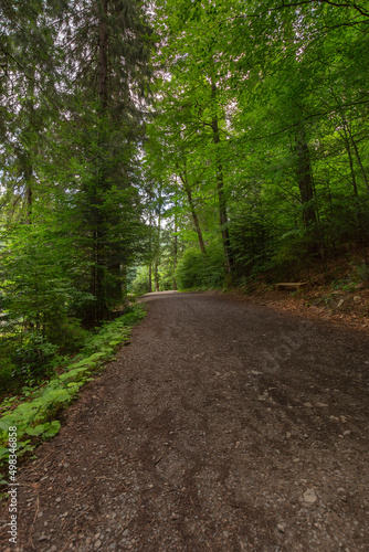 forest road through synevyr natural park. countryside summer landscape on a sunny day. green nature environment. popular travel destination © Pellinni