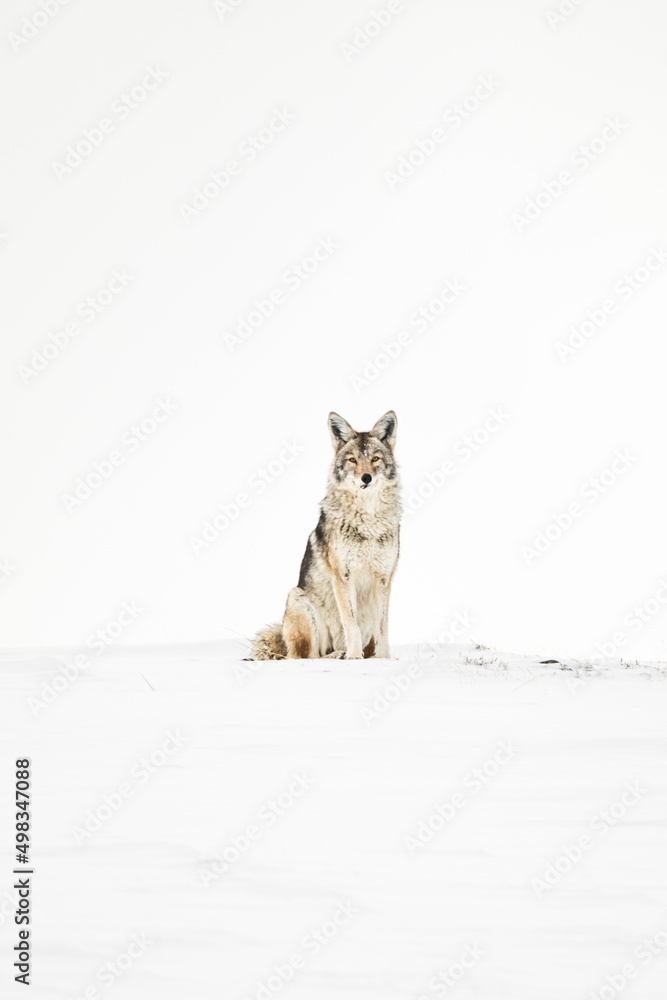 Fototapeta premium Coyote