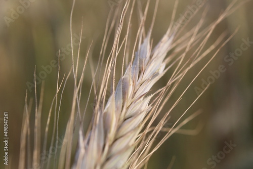 ear of wheat close-up. growing bread grain wheat summer season