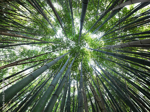 Asian forest of tall green bamboo canes viewed from below