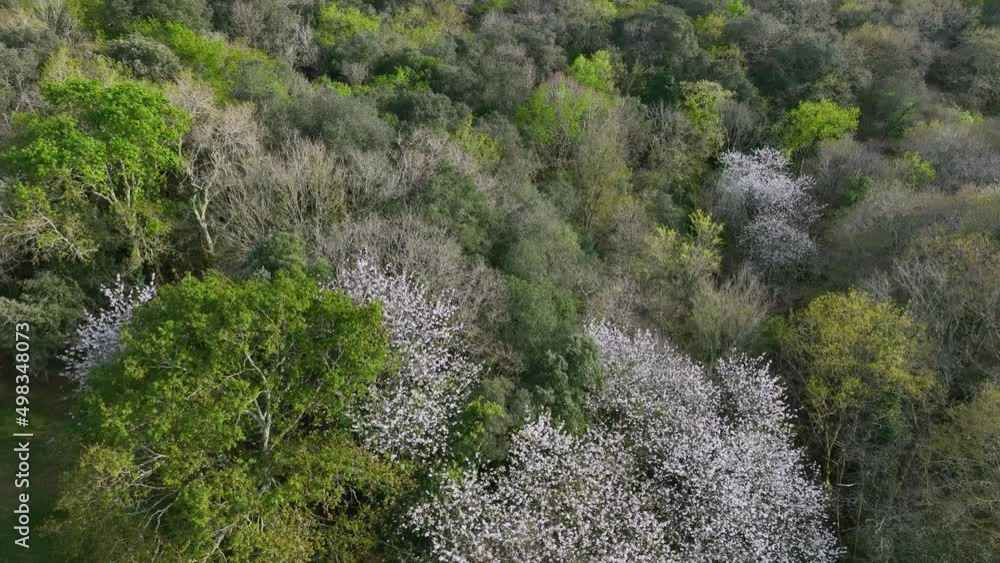 Mixed forest of oak, chestnut, ash, cherry trees... in spring seen from a drone. Sign Town. Cantabria, Spain, Europe Mixed forest of oak, chestnut, ash, cherry trees... in spring seen from a drone. Sign Town. Cantabria, Spain, Europe