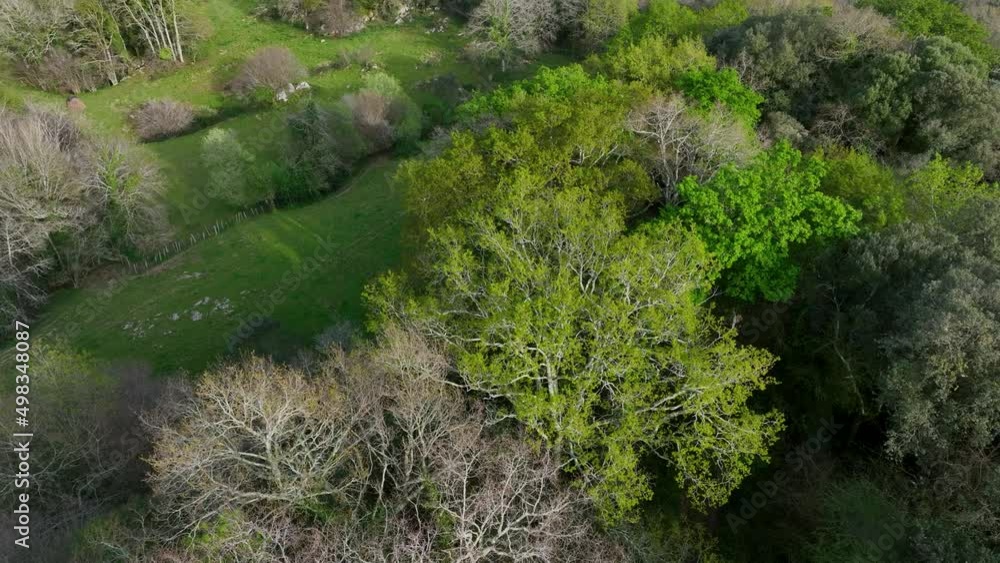 Mixed forest of oak, chestnut, ash, cherry trees... in spring seen from a drone. Sign Town. Cantabria, Spain, Europe Mixed forest of oak, chestnut, ash, cherry trees... in spring seen from a drone. Sign Town. Cantabria, Spain, Europe