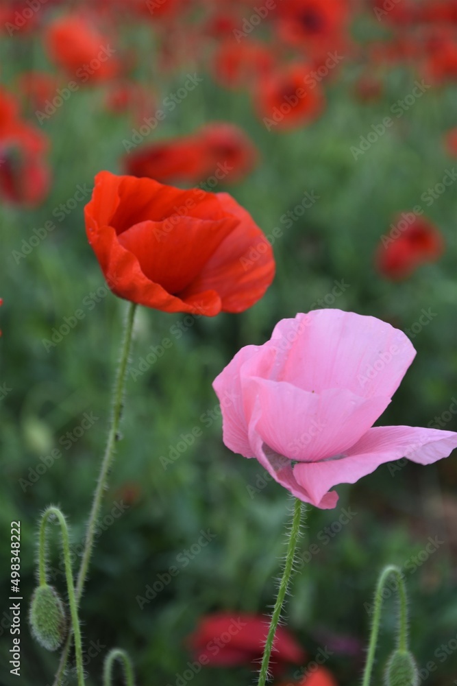 Obraz premium Amapolas