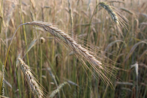 ear of wheat close-up. growing bread grain wheat summer season