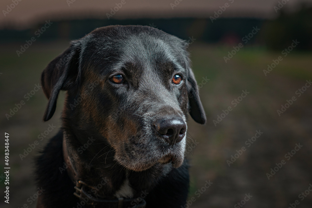 Portrait of a beautiful thoroughbred elderly labrador retriever outdoors in the evening.