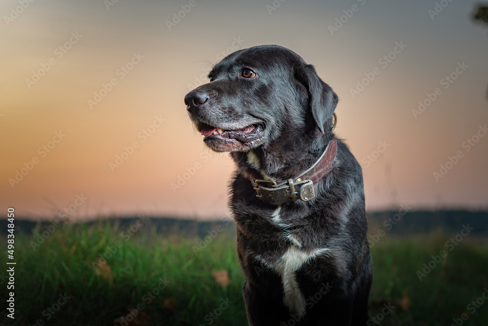Portrait of a beautiful thoroughbred elderly labrador retriever outdoors in the evening. Portrait of a beautiful thoroughbred elderly labrador retriever outdoors in the evening.