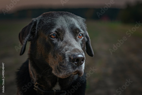Portrait of a beautiful thoroughbred elderly labrador retriever outdoors in the evening.