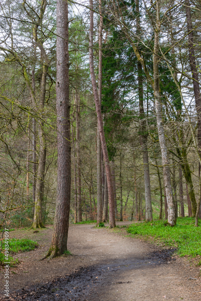 Fototapeta premium path in the forest