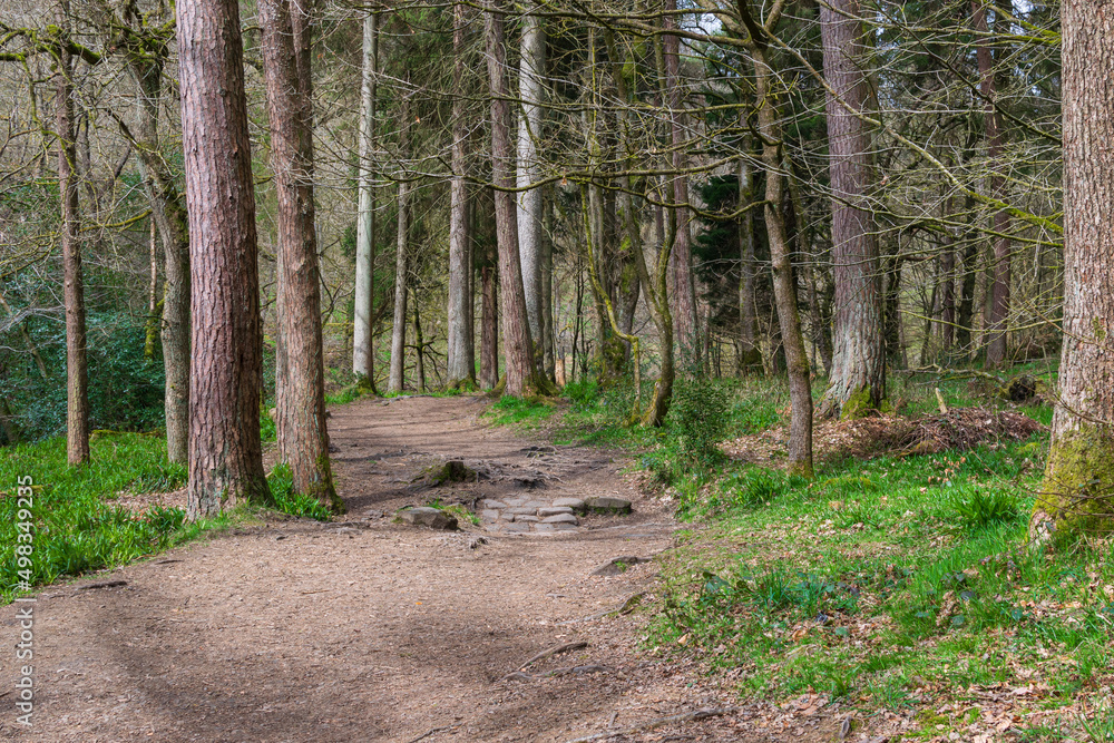Fototapeta premium path in the woods