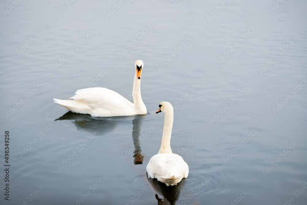Obraz premium Zwei Schwäne