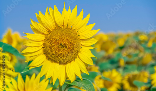 Fleurs de tournesol dans un un champs en été.